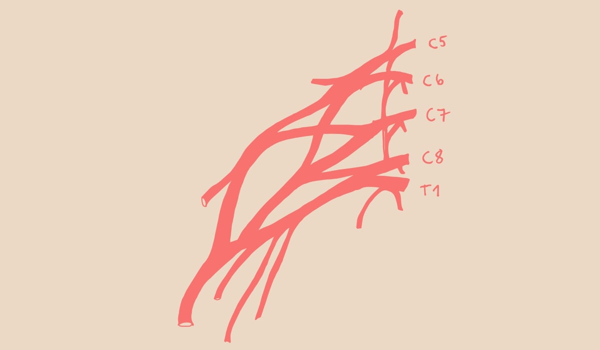 Illustration av ett nervsystem