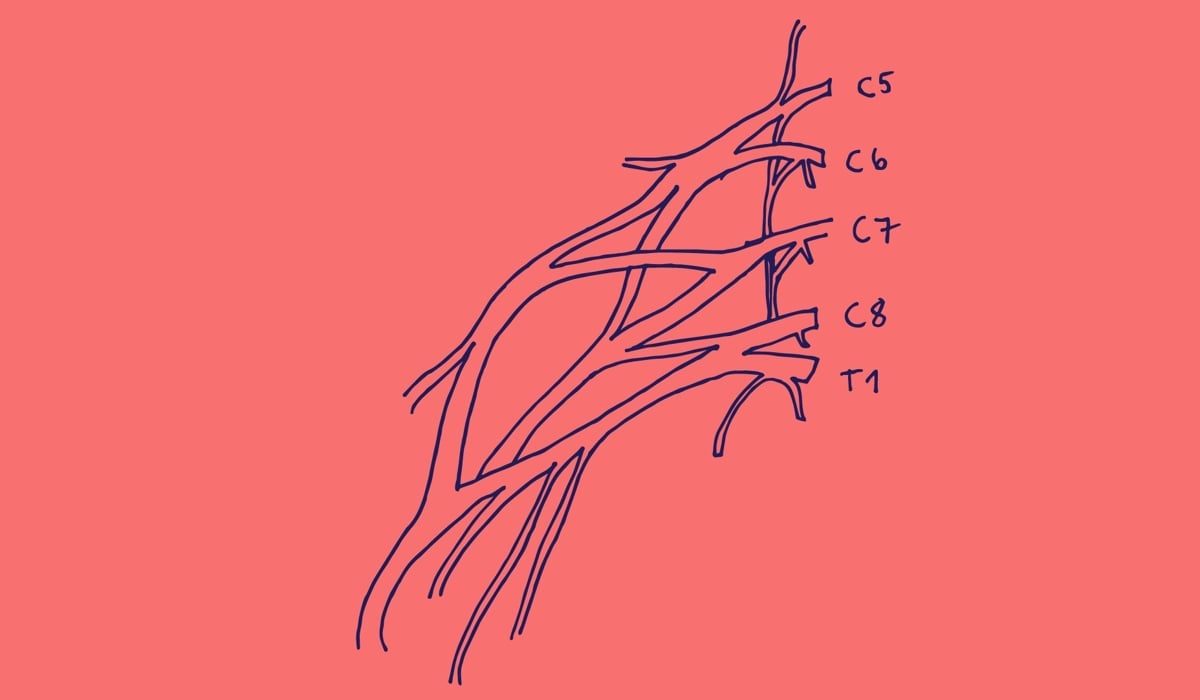 Illustration av ett nervsystem